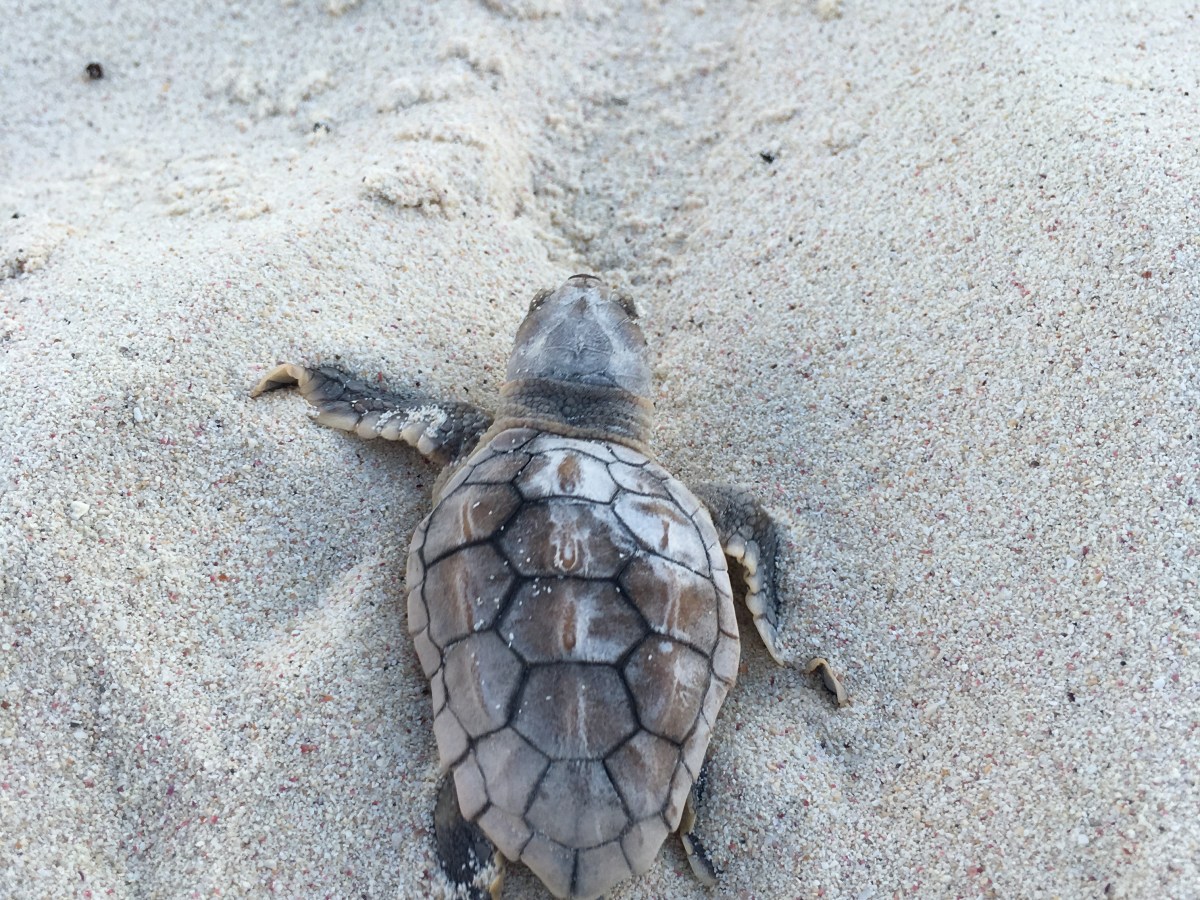 Mis días de&nbsp;tortuguera