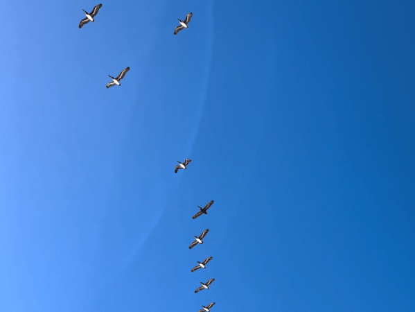 La mitad del&nbsp;cielo